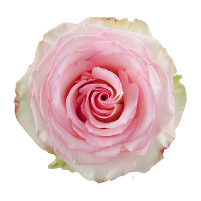 Rose Bundle - Esperance