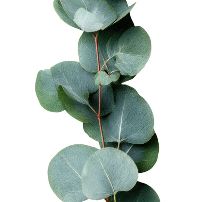 Eucalyptus Gum