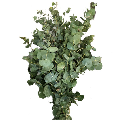 Eucalyptus Gum