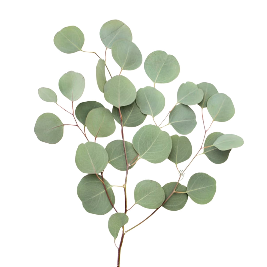 Eucalyptus Polygum
