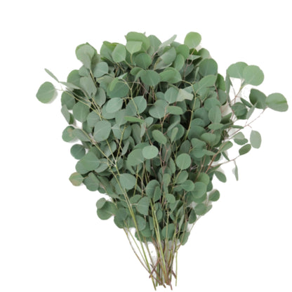 Eucalyptus Polygum