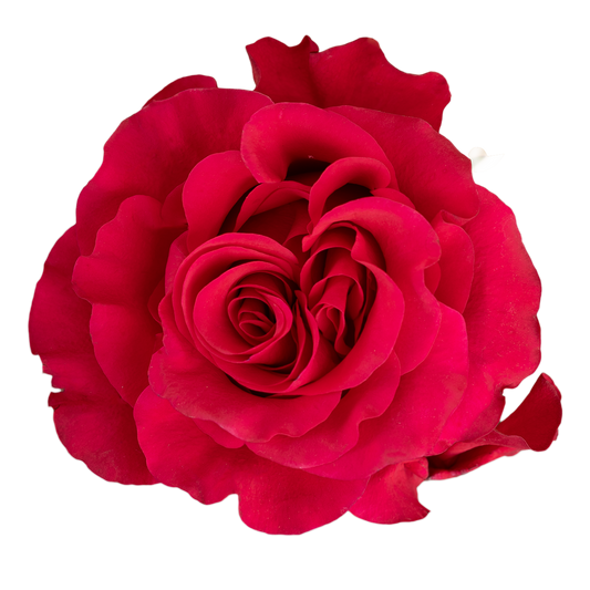 Rose Bundle - Exotic Berry