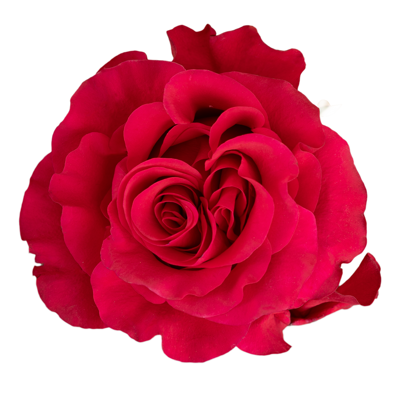 Rose Bundle - Exotic Berry