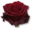 Rose Bundle - Explorer