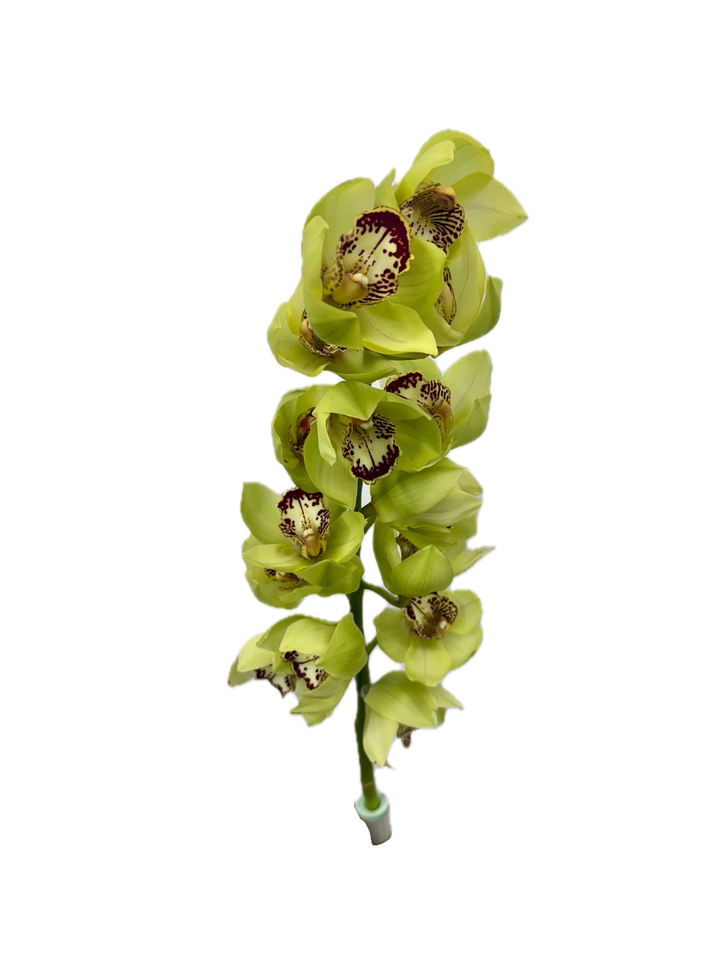 Orchid - Cymbidium Large