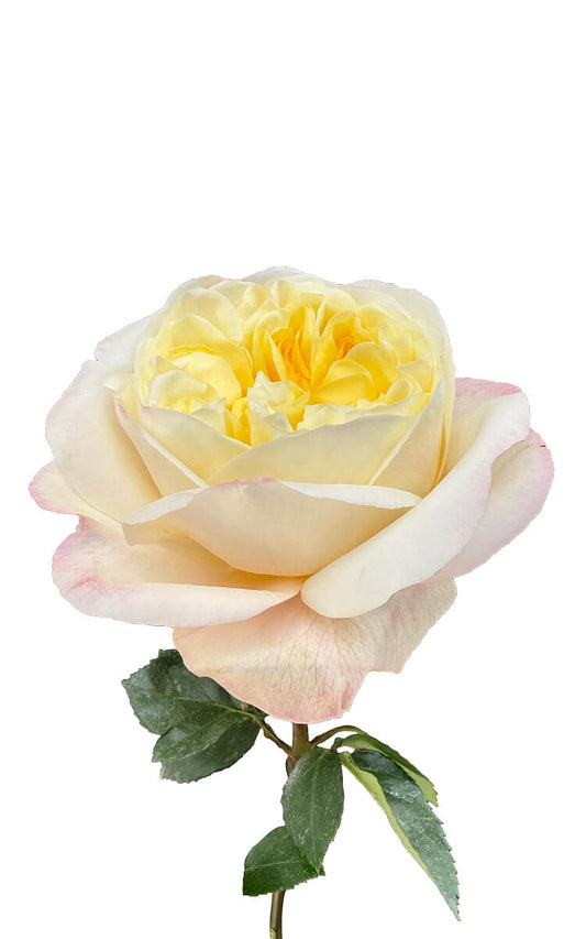 Rose Bundle - Fatima Garden