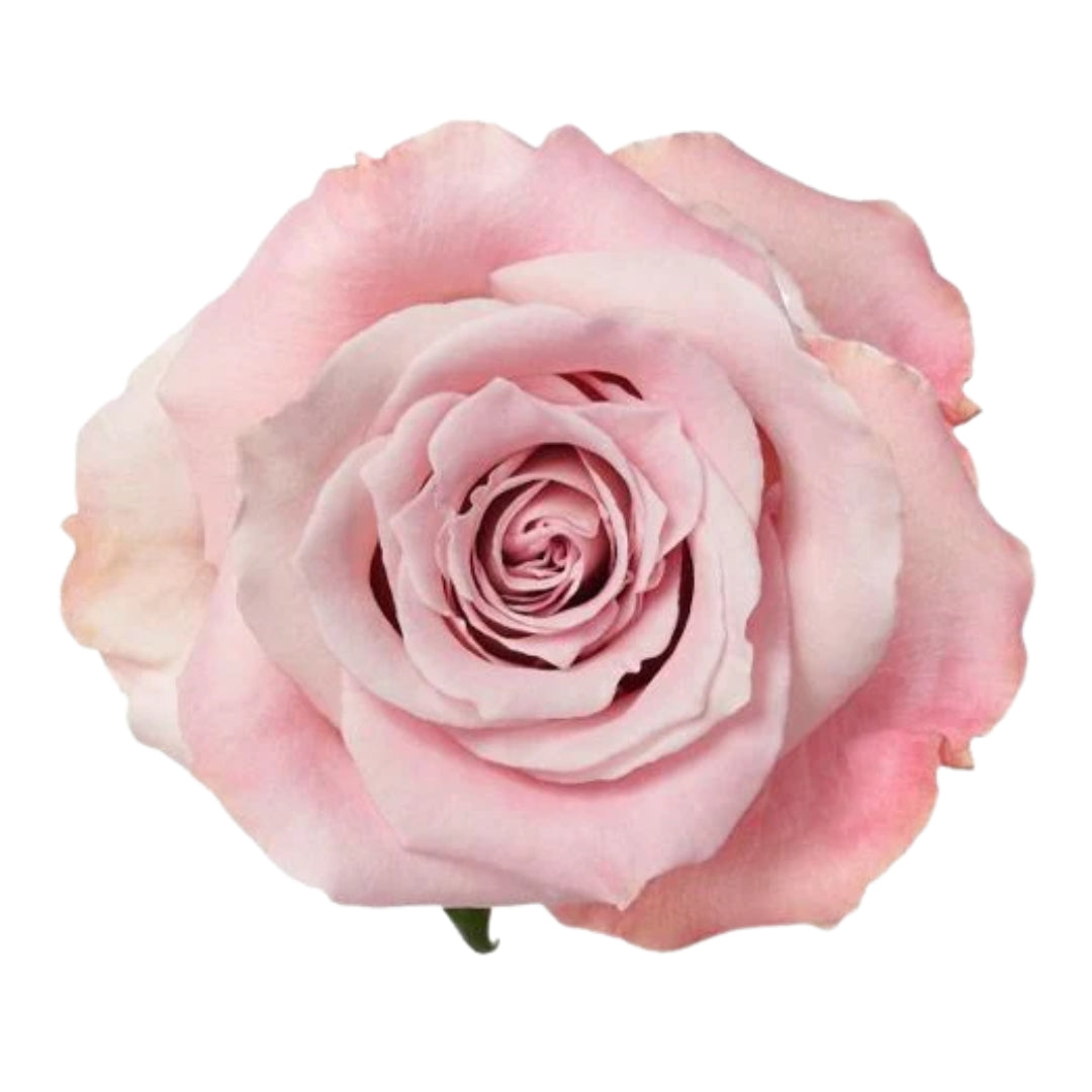 Rose Bundle - Faith