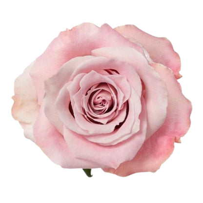 Rose Bundle - Faith