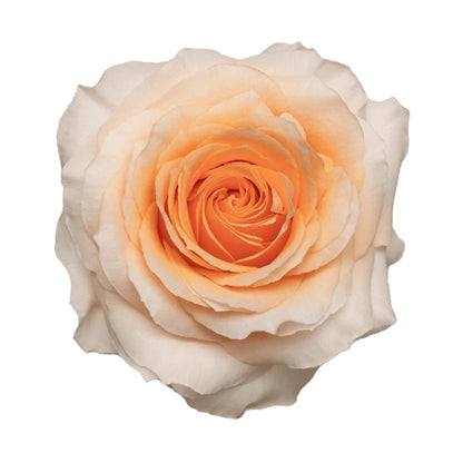 Rose Bundle - Felicity