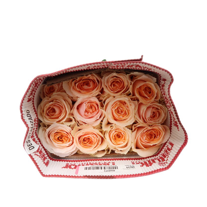 Rose Bundle - Felicity