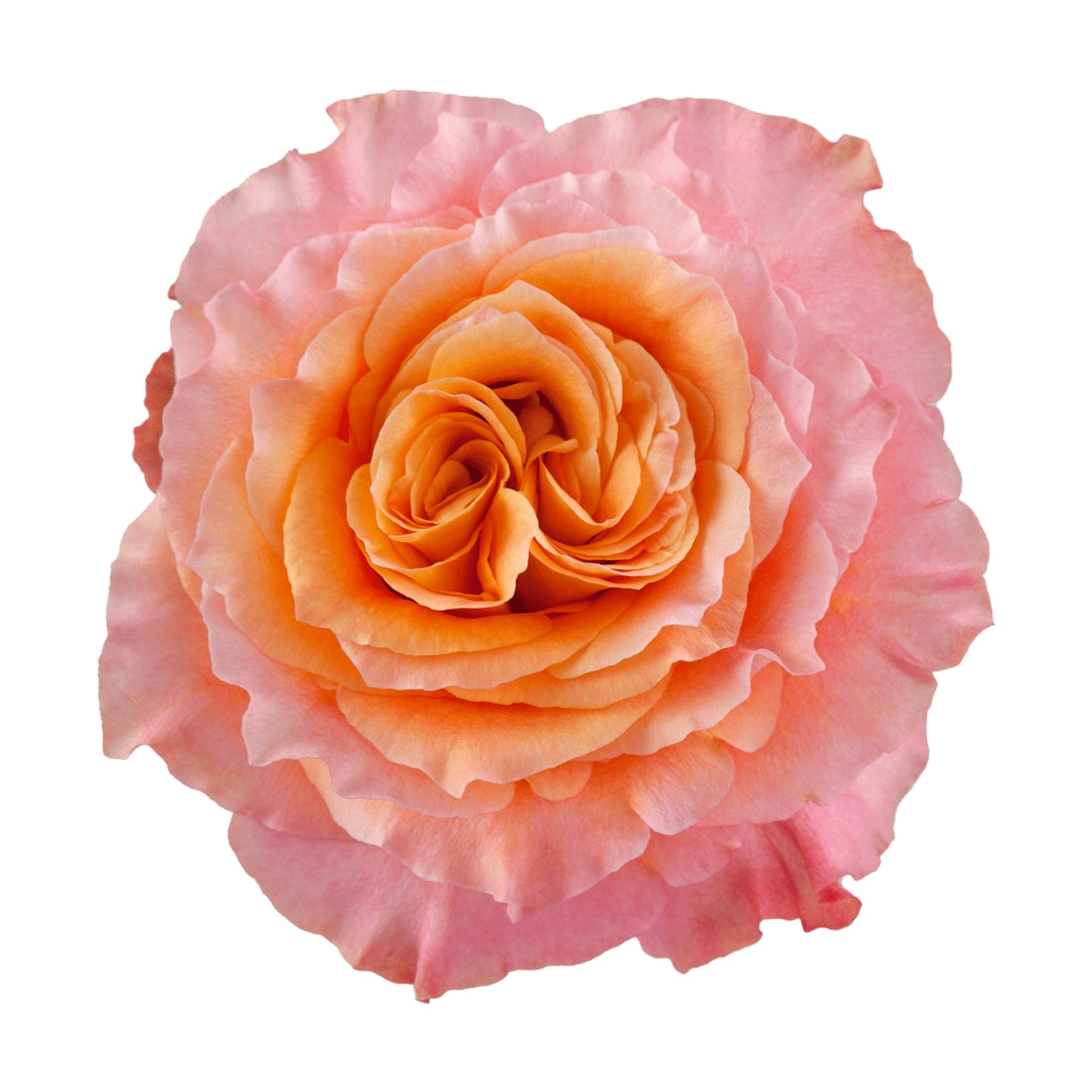 Rose Bundle - Free Spirit