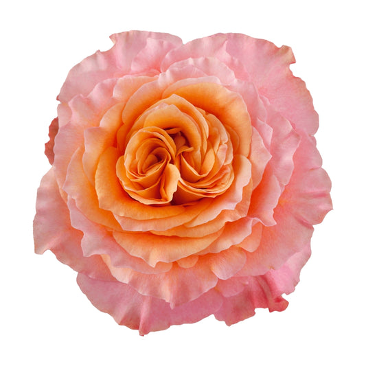 Rose Bundle - Free Spirit