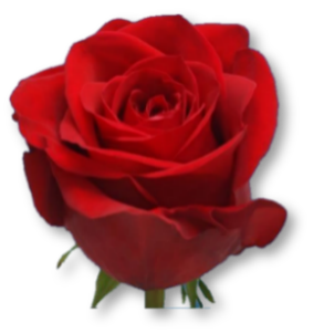 Rose Bundle - Freedom