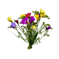 Freesia