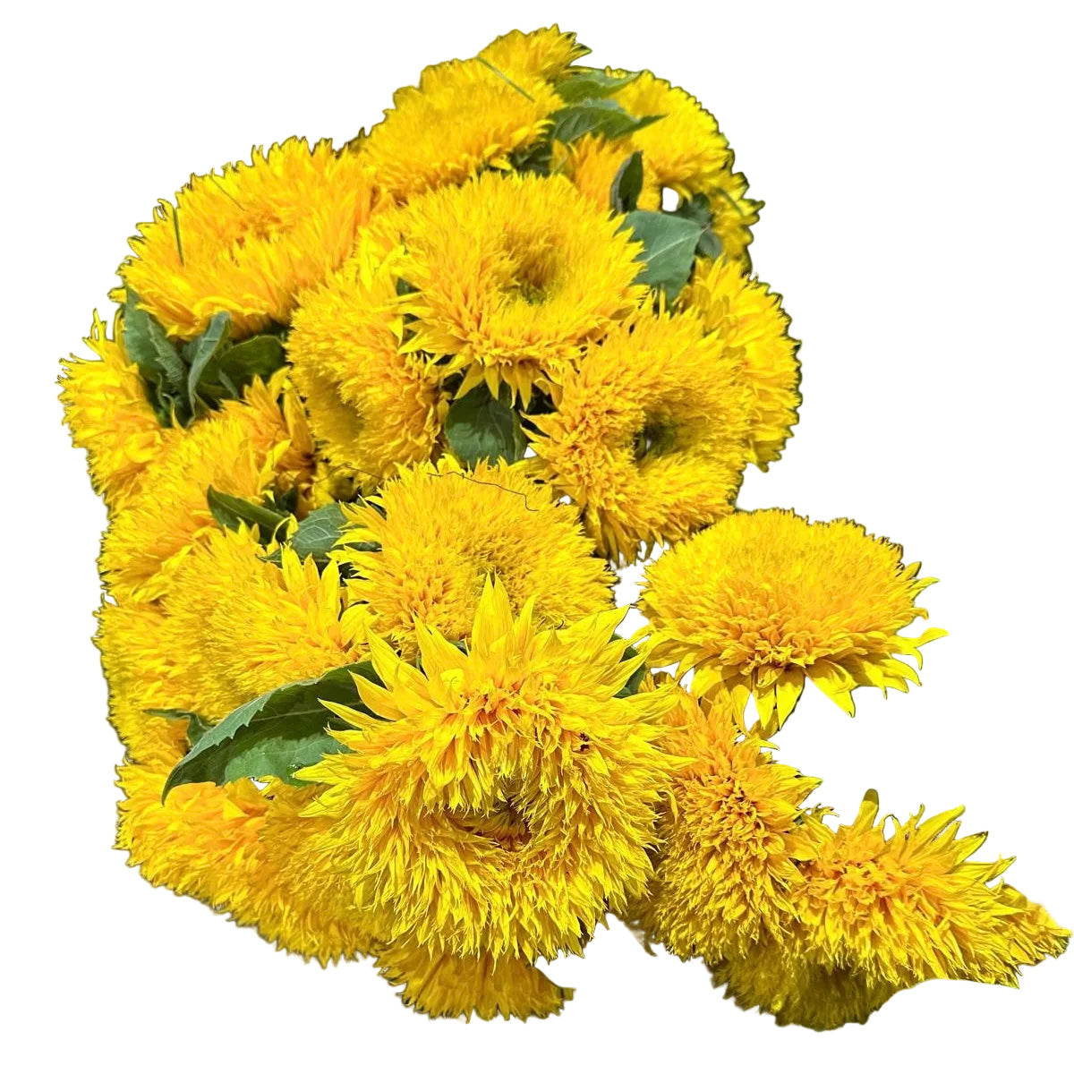 Sunflower Teddy Bear