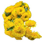 Sunflower Teddy Bear