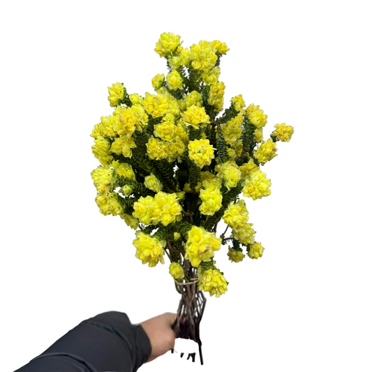 Yellow Bells