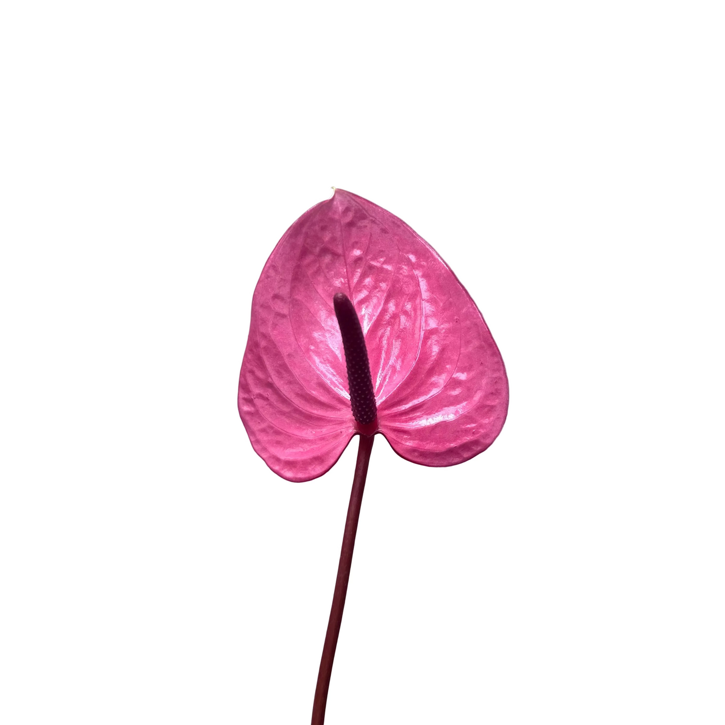 Anthuriums - Pink Chiffon
