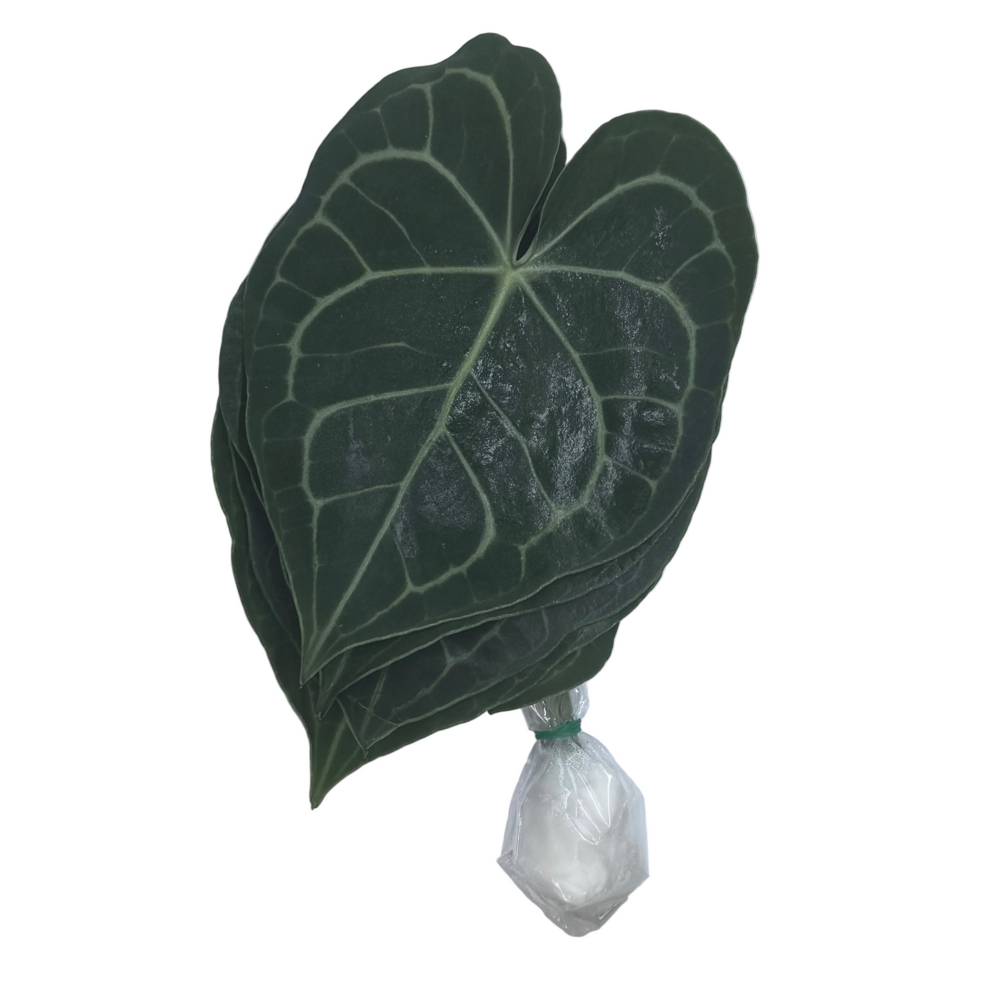 Foliage Tropical - Turtle Leaf