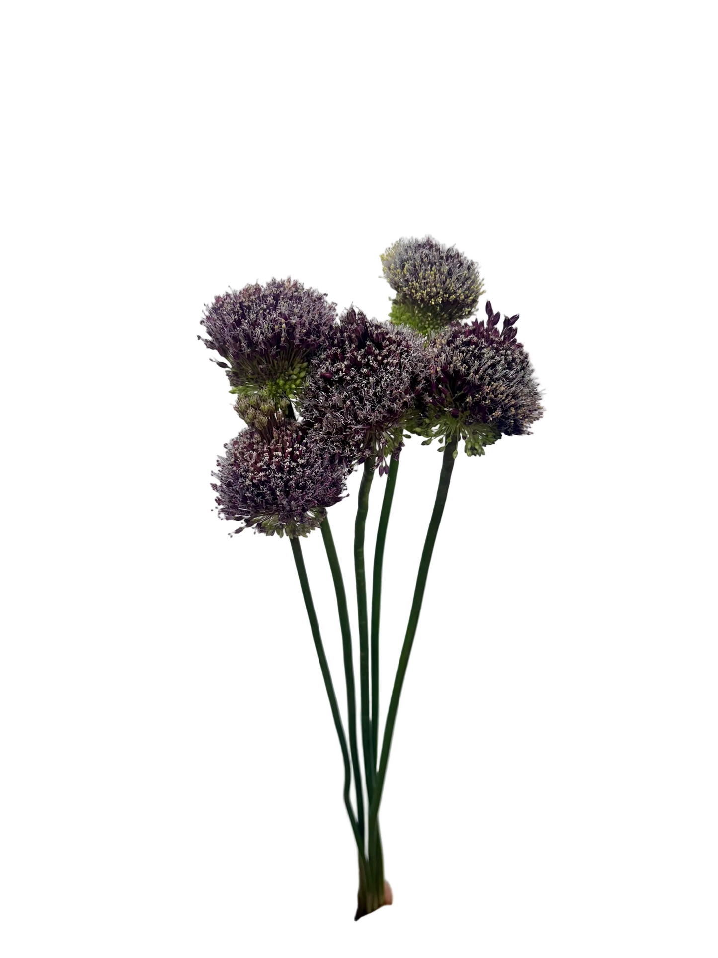 Allium Bunch