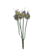 Allium Bunch