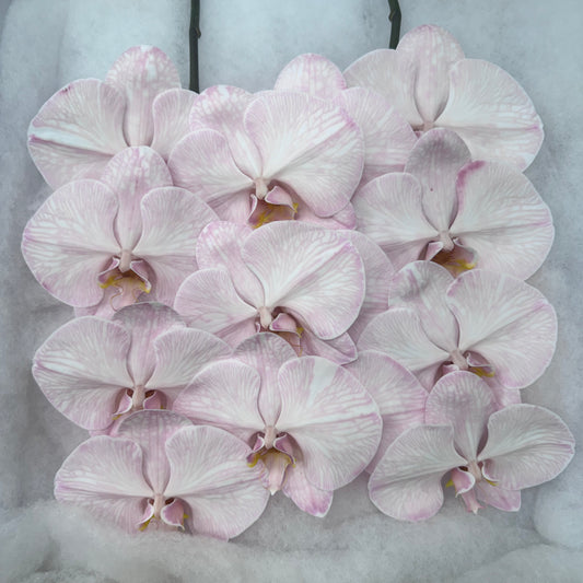 Orchid - Phalaenopsis Dyed Merlot (MSS-1)