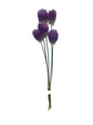 Allium Bunch