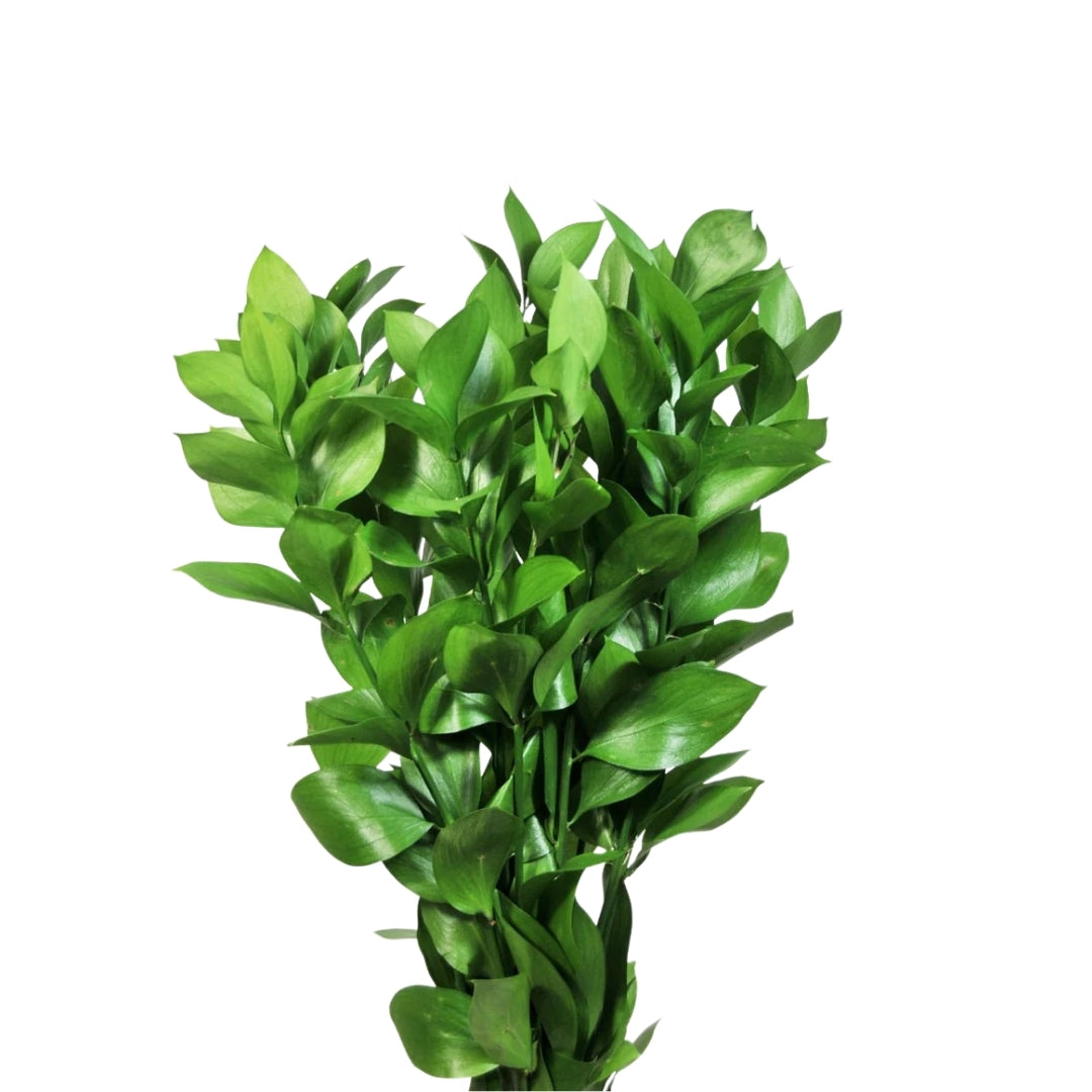 Garden Ruscus