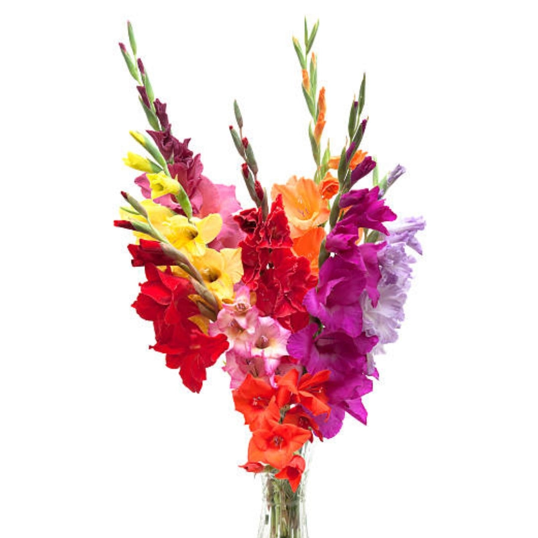 Gladioli