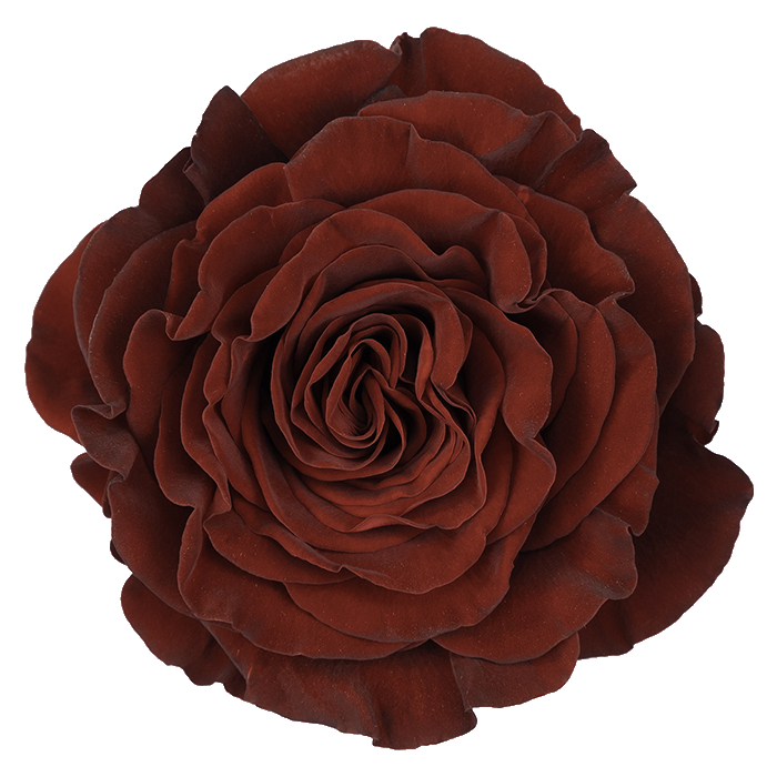 Rose Bundle - Hearts