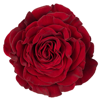 Rose Bundle - Hearts
