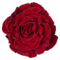 Rose Bundle - Hearts
