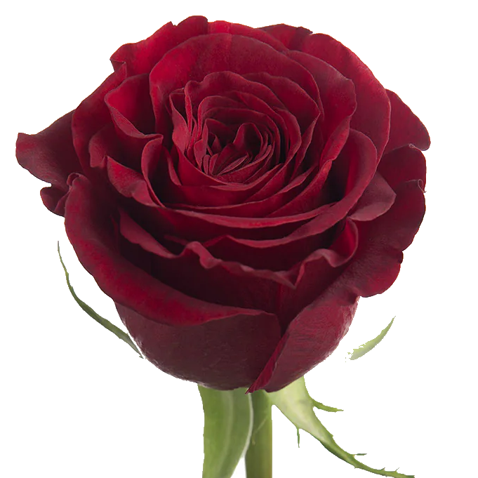 Rose Bundle - Hearts
