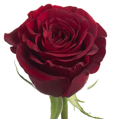 Rose Bundle - Hearts