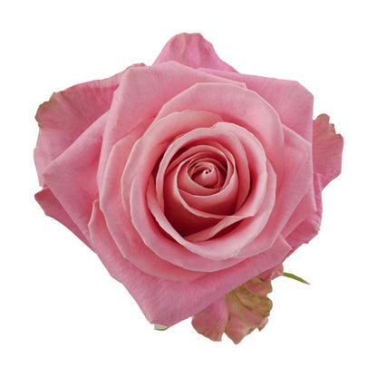 Rose Bundle - Hermosa