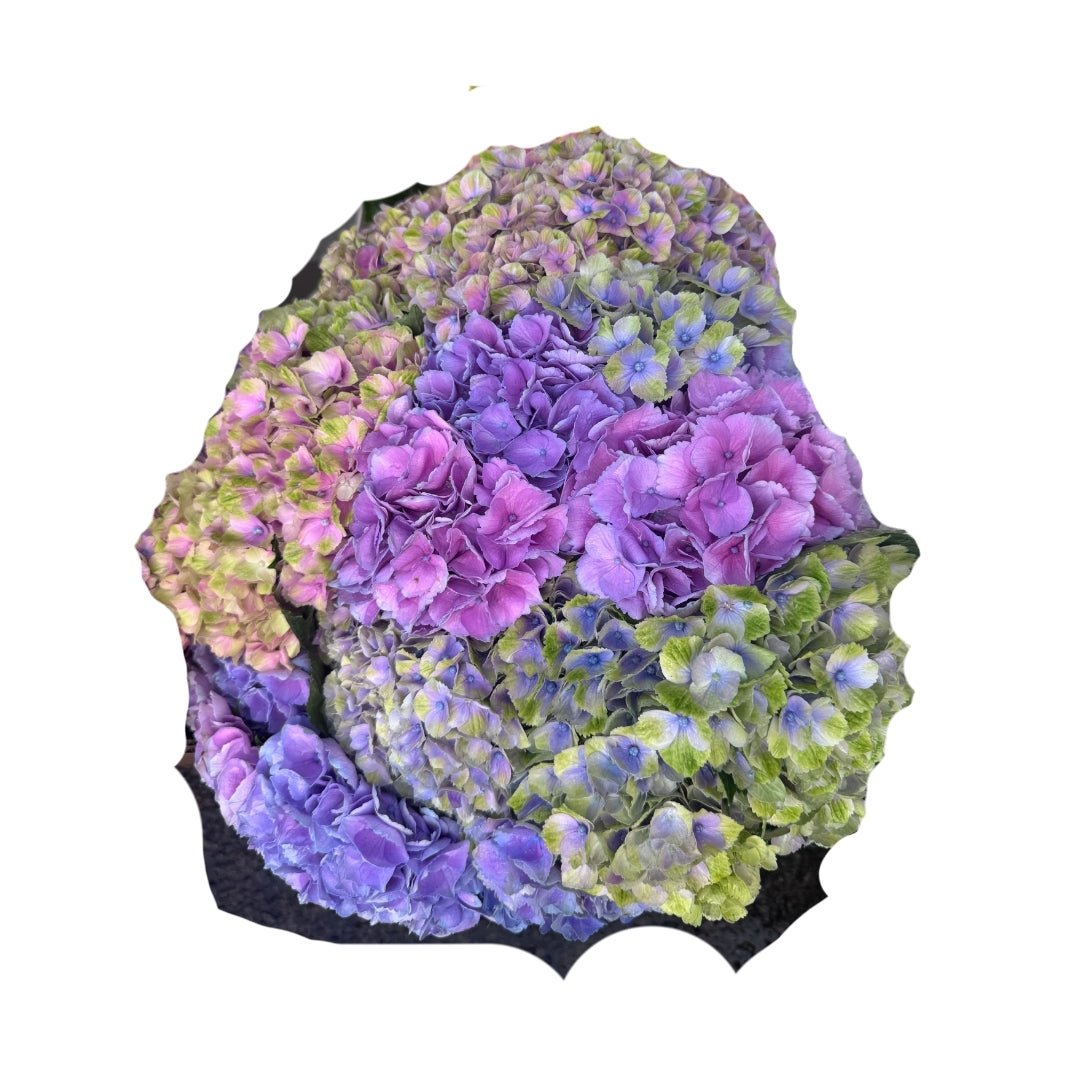Hydrangea
