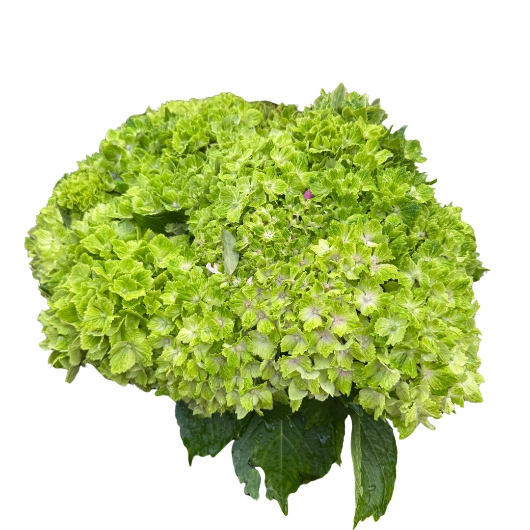 Hydrangea