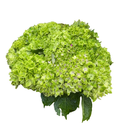 Hydrangea