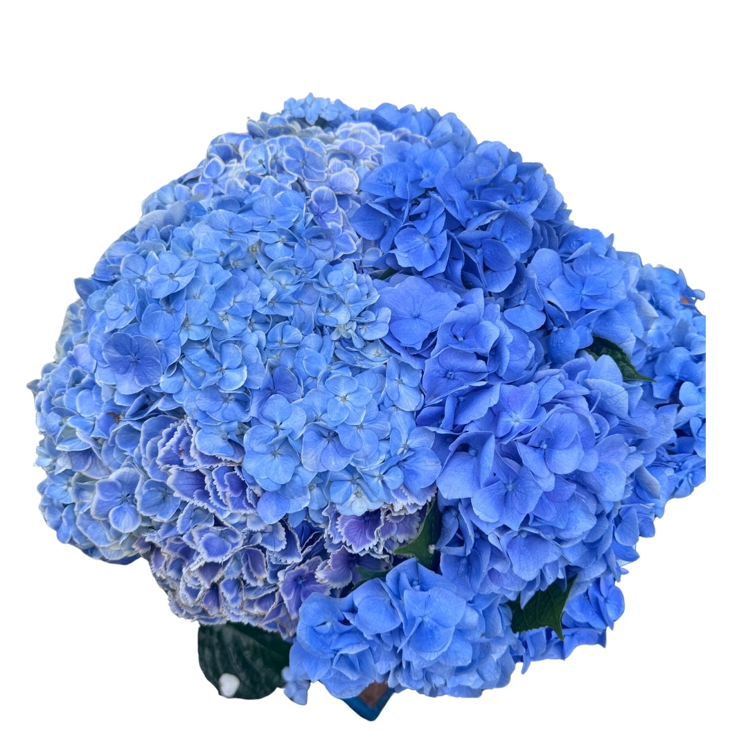 Hydrangea