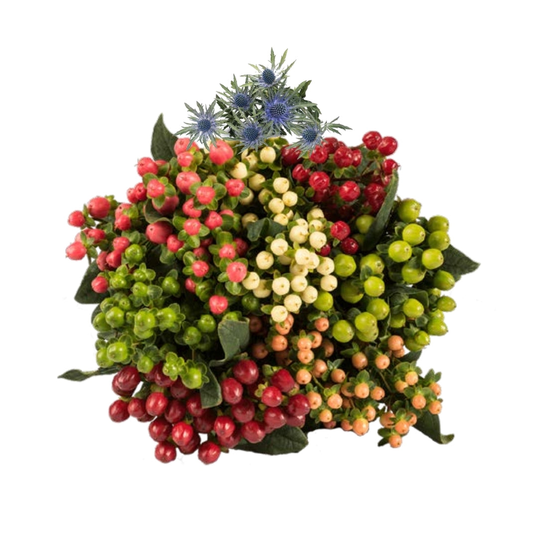 Hypericum Berries