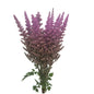 Astilbe