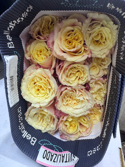 Rose Bundle - Wild Crown