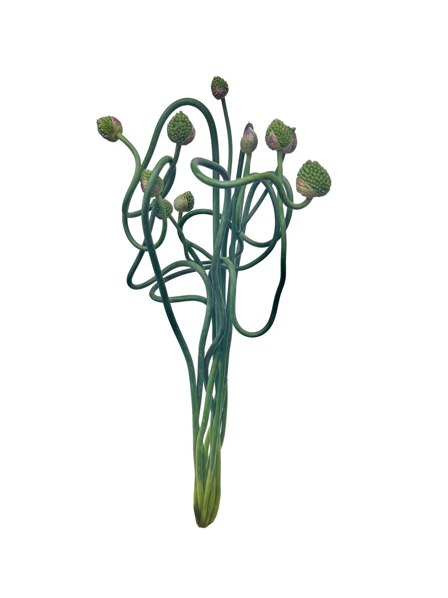 Allium Bunch