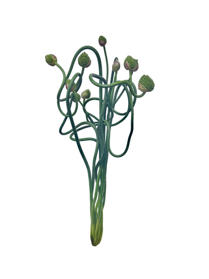 Allium Bunch