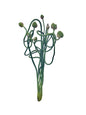 Allium Bunch