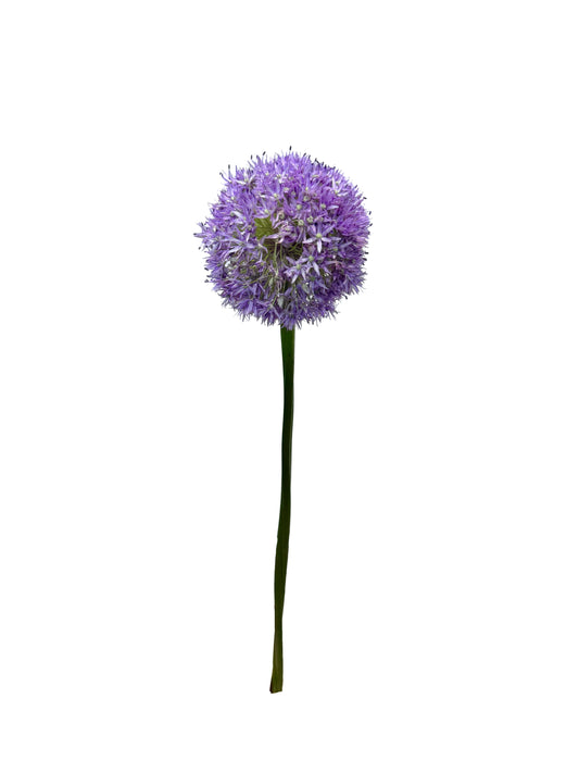 Allium Single Stem