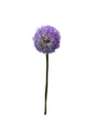 Allium Single Stem