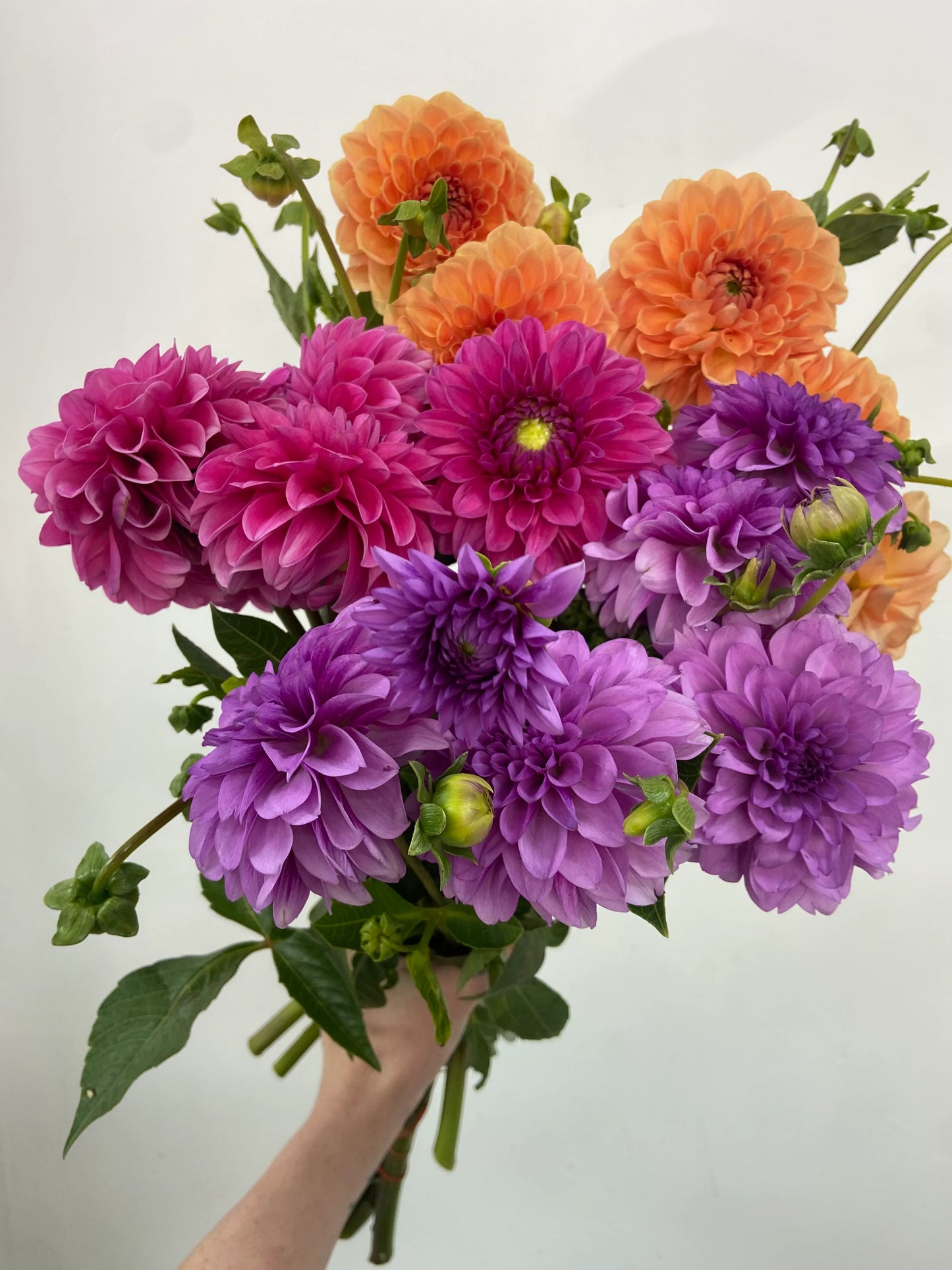 Dahlia