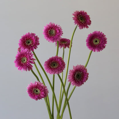 Gerbera Pom