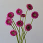Gerbera Pom